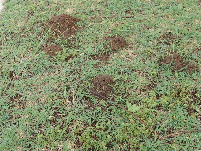 Of Ant Mounds, Pretty Lawns and Healing